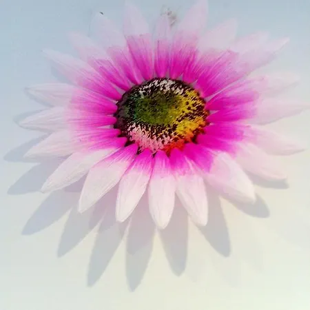 アパート Typical Center *